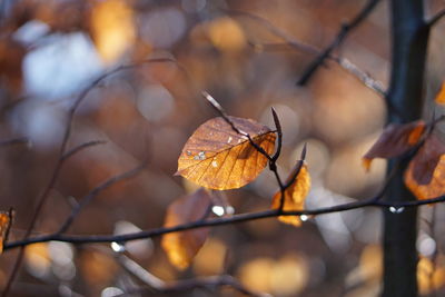 Close-up of dry leaves on branch