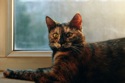 Close-up portrait of a cat