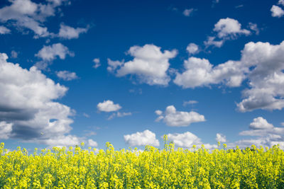 Scenic view of oilseed rape field against sky