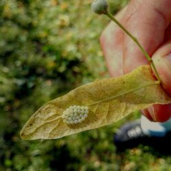 Close-up of hand feeding leaf