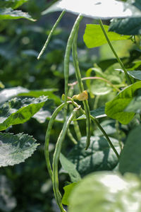 Close-up of fresh green plant