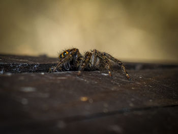 Close-up of spider on wood