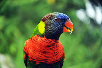 Close-up of rainbow lorikeet 