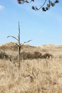 Dry plant on land against sky