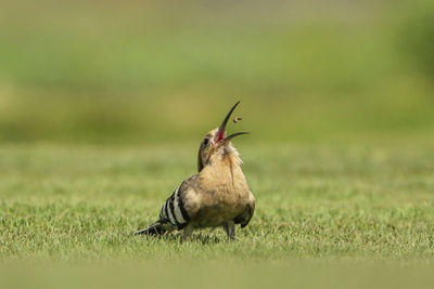 Close-up of bird eating insect