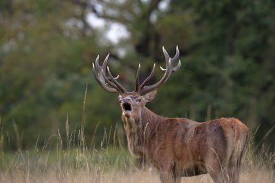 Deer standing on field