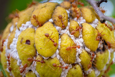 Close-up of ants on fruits