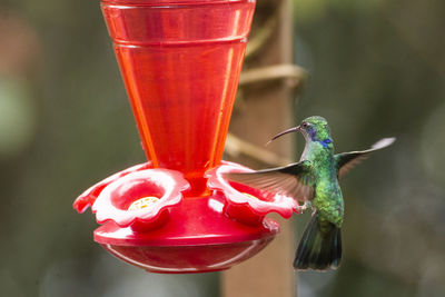 Close-up of red bird flying