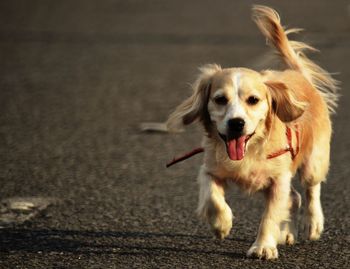 Portrait of dog