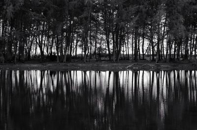 Reflection of trees in lake