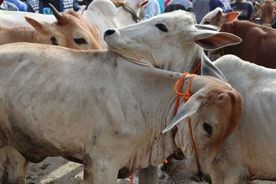 Cows standing in a horse