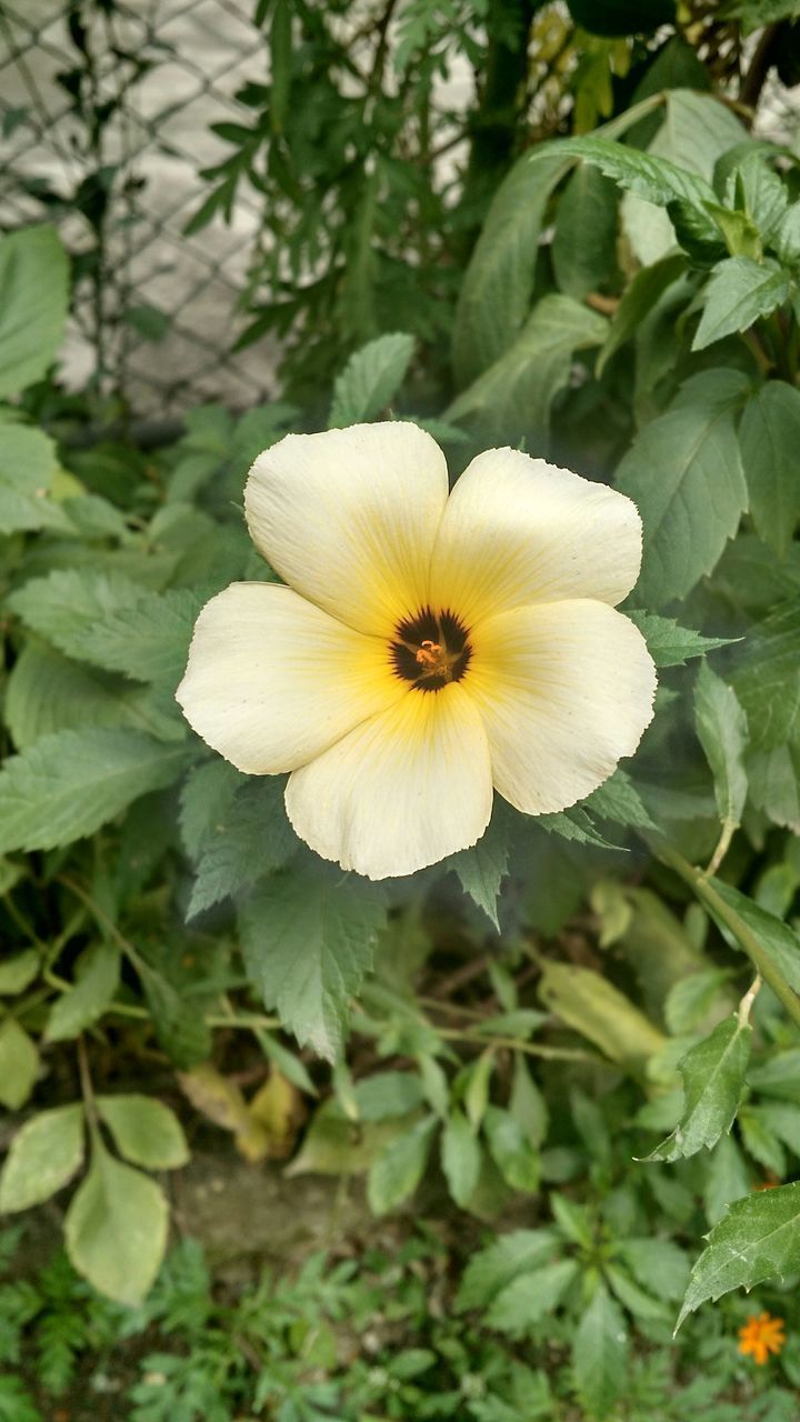 flower, petal, freshness, flower head, growth, fragility, white color, beauty in nature, blooming, close-up, leaf, plant, nature, single flower, pollen, focus on foreground, high angle view, yellow, in bloom, stamen