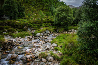 Stream flowing through rocks in forest