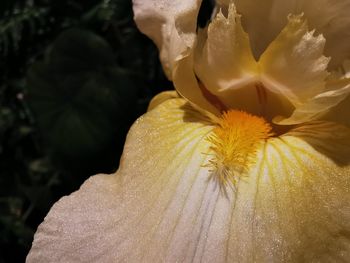 Close-up of yellow rose flower