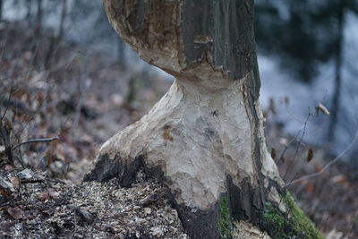 Close-up of tree trunk in forest