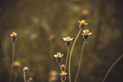 Close-up of flowering plant on field