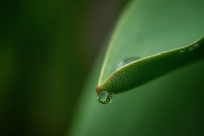 Close-up of water drop on leaf