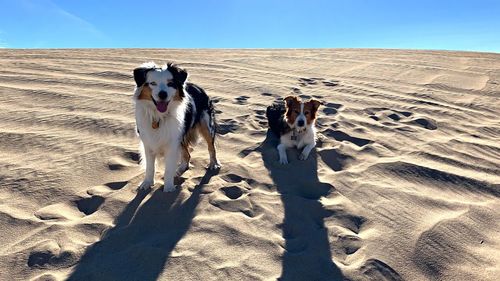 Dog lying on sand