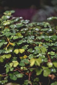 Close-up of raindrops on leaves