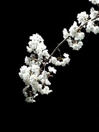 Close-up of white flowers