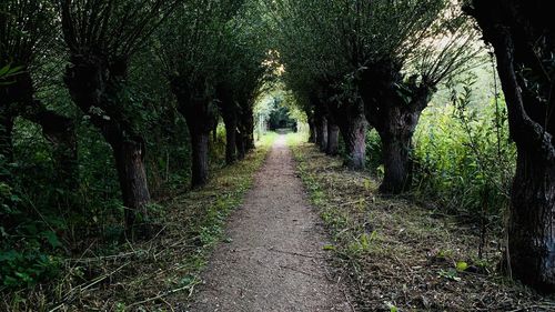 Road amidst trees in forest