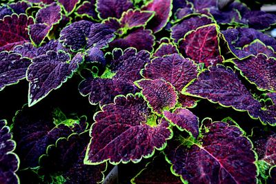 Close-up of purple flowering plant