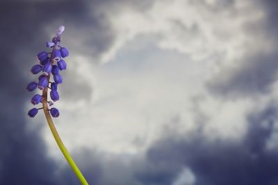 Flower against cloudy sky