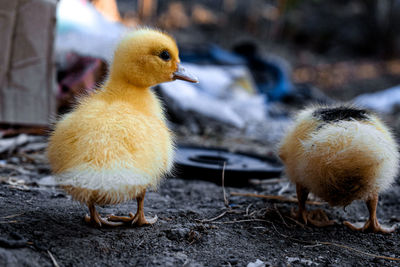 Close-up of a duck