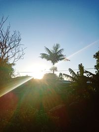 Scenic view of sun shining through trees