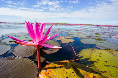 Close-up of pink lotus water lily in lake