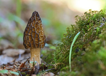 Close-up of morel mushroom growing on field