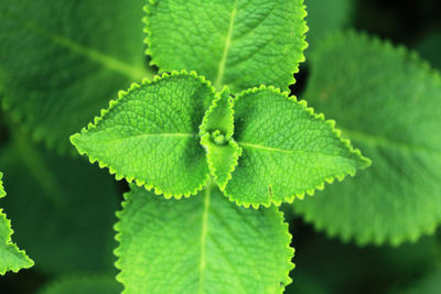 Close-up of green leaves