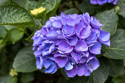 Close-up of purple hydrangea flowers