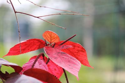 Close-up of red maple leaves