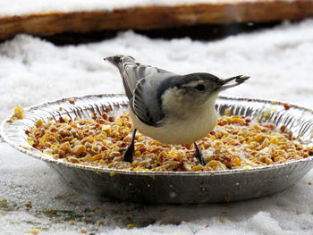 Close-up of bird eating food in winter