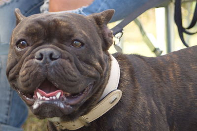 Close-up portrait of dog