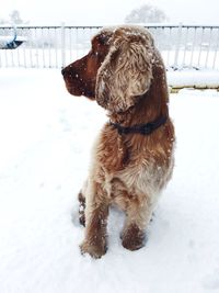 Dog on snow covered field