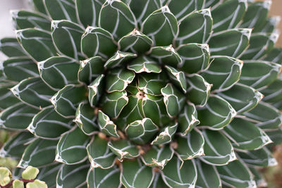 Close-up of succulent plant