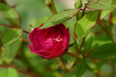 Close-up of red rose flower