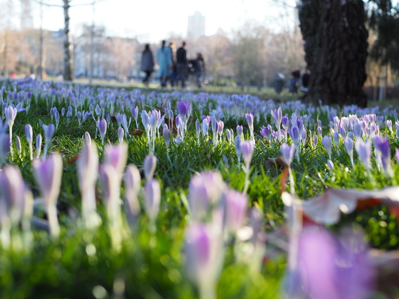 CLOSE-UP OF PURPLE CROCUS FLOWERS ON LAND