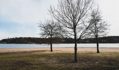 Bare tree on field by lake against sky