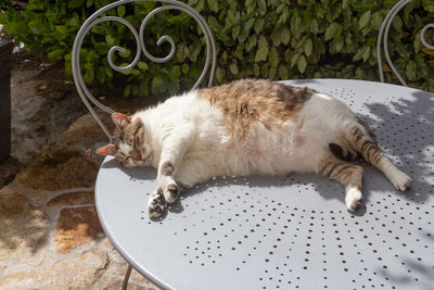 High angle view of cat sleeping