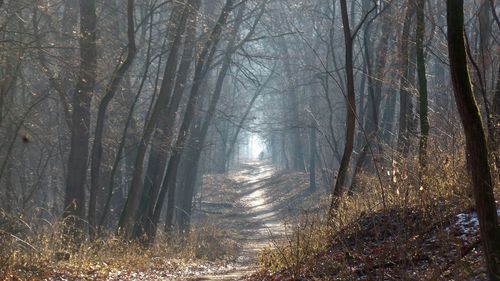 Trees in forest during winter