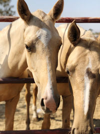 Close-up of horse in ranch