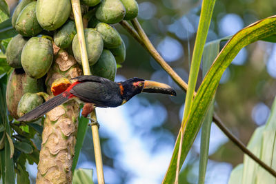 Close-up of bird perching on plant