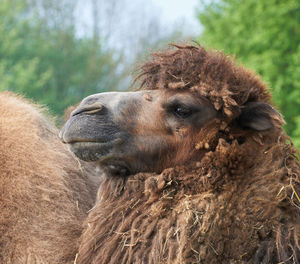 Close-up of a sheep on a field