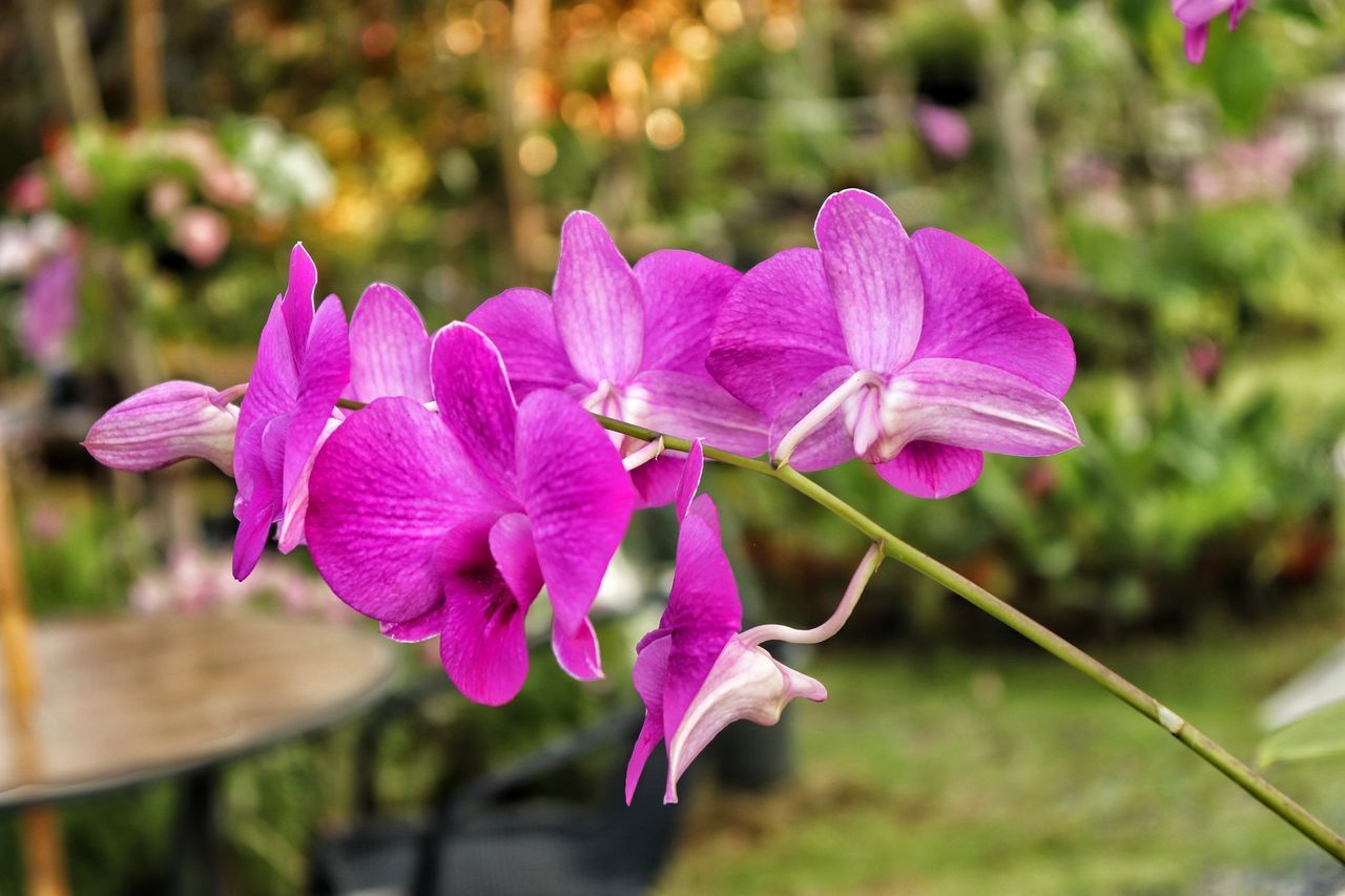 CLOSE-UP OF PINK FLOWER