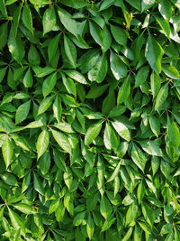 Full frame shot of green leaves