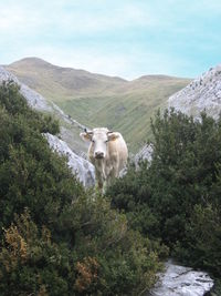 Cow amidst plants by mountains against sky