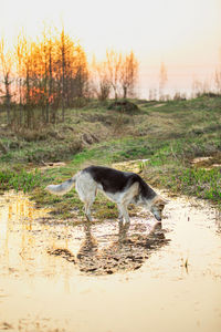 View of dog standing on land